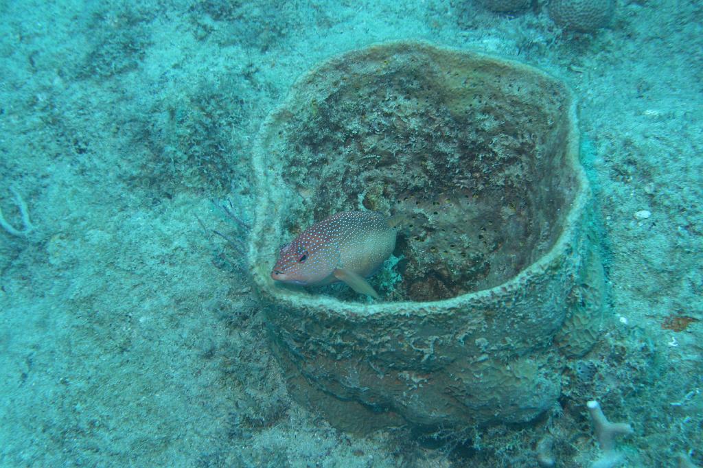 2008-05-17 15-15-39 H.JPG